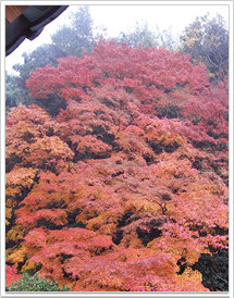 写真6