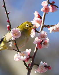 3月　春彼岸法要（はるひがんほうよう）