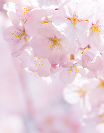 4月　納骨堂合同慰霊祭／花祭り（灌仏会）