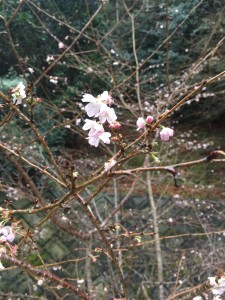 今ごろ桜が…