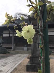 投稿が遅くなりましたが、桜とツツジが咲きました。