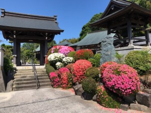 お寺のつつじが綺麗な季節になりました